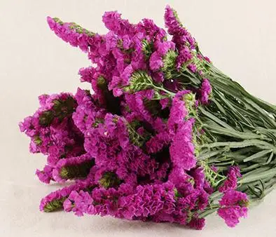 20pcs Rose red 20pcsdried forget-me-Not букет цветов натуральные растения рождественское свадебное украшение цветы композиция без вазы - Цвет: 20pcs Rose red