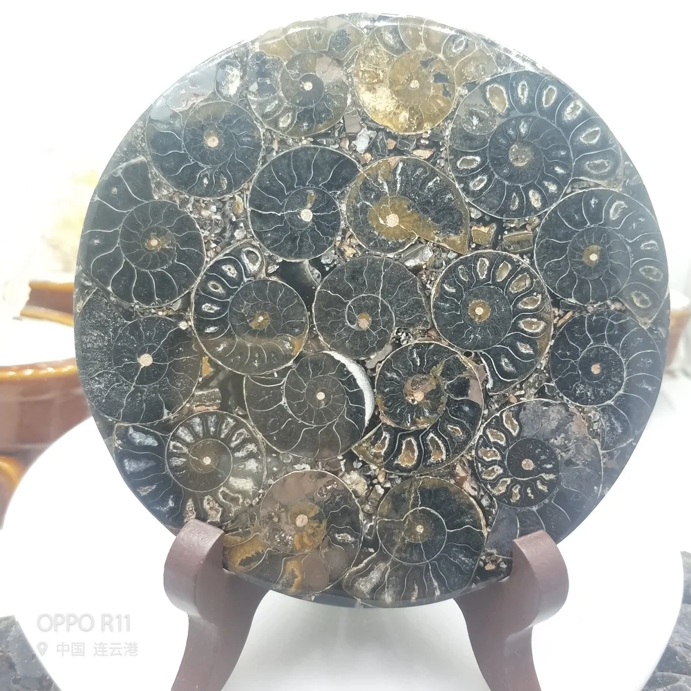 Ammonite Fossil Slice Plate Natura Shell a compassl MADAGASCAR FOSSIL SPECIMEN HEALING fashion wedding decoration