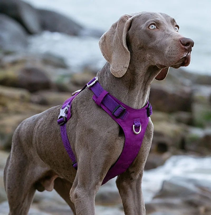 Truelove Waterdichte Hond Lichtgewicht Duurzaam Nylon Hond Harnas Vest Reflecterende Verstelbare Voor Kleine Grote Honden Perros|Harnas| -