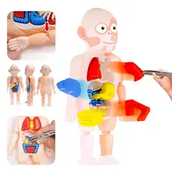 Kit de jouets à assembler soi même, outils d'enseignement médical, Puzzle 3D Montessori, modèle d'anatomie du corps humain, jouet d'apprentissage éducatif 