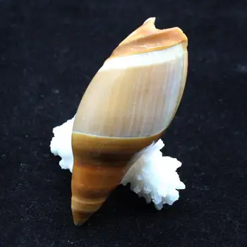 

3pcs per lot rare conch shells collection aquarium fish tank Decoration