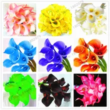 103 шт смешанные цвета Calla, calla lily plantas, редкий прекрасный бонсай цветок Флорес, горшок для домашнего сада и двора