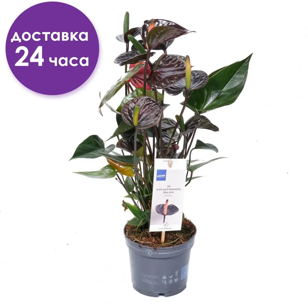 Anthurium  black love blooming plant - AliExpress 15