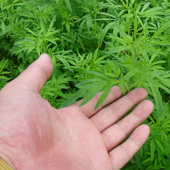 

Jing Jie/Herba Schizonepetae Seed/Fineleaf Schizonepeta Herb Seed