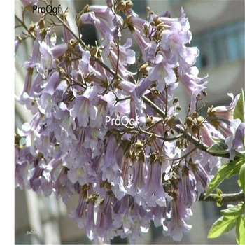 

Ngryise 80000Pcs A Set Paulownia australis Gong Tong