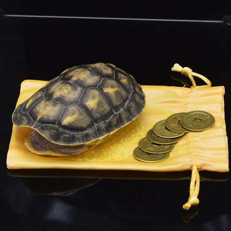 

1pcs Natural turtle shell turtle shell true specimen Turtle shell Taxidermy