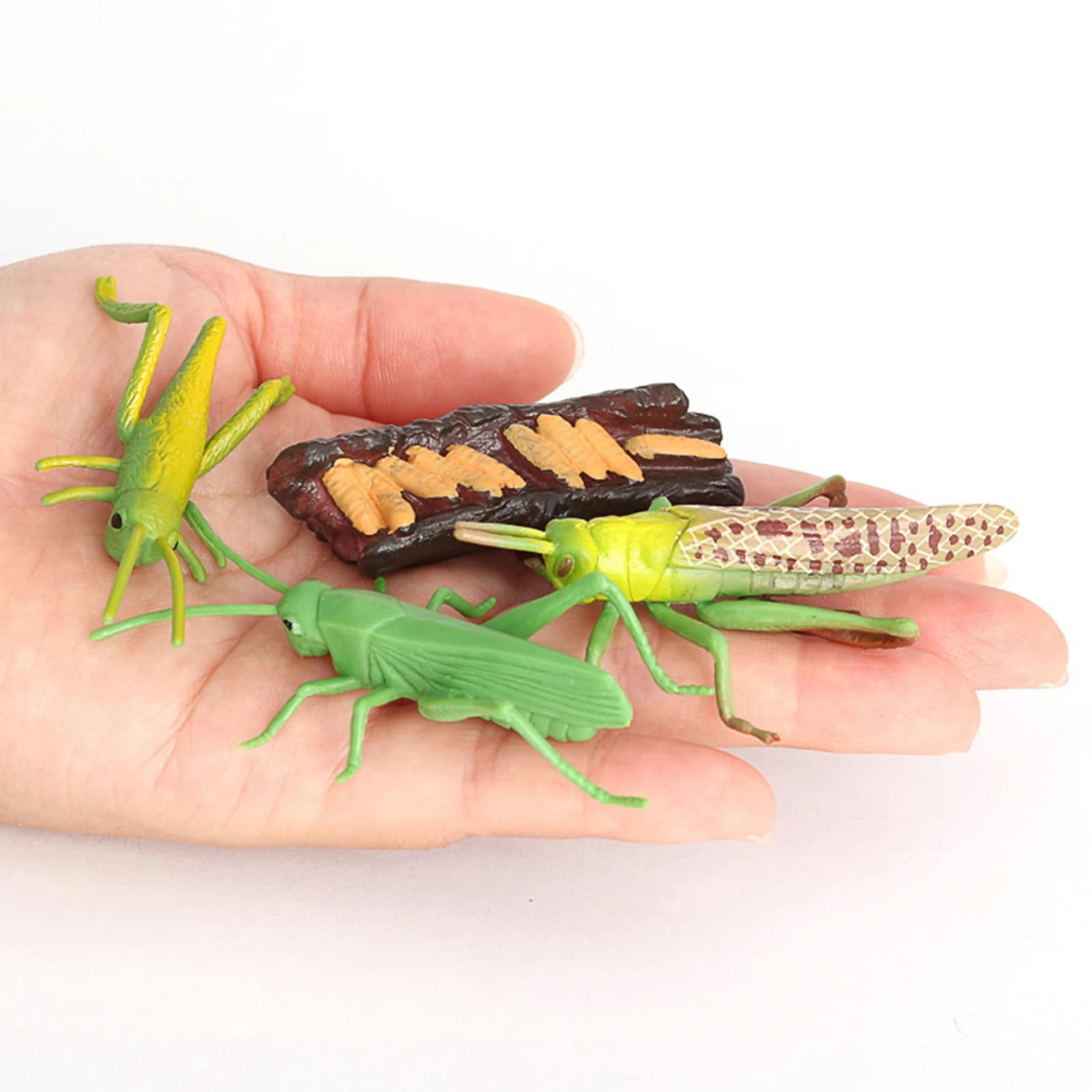 Nature Grasshopper Growth Pre- Children Early Education Toys