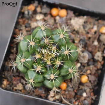 

Ngryise 3Pcs A Set Gymnocalycium mihanovichii