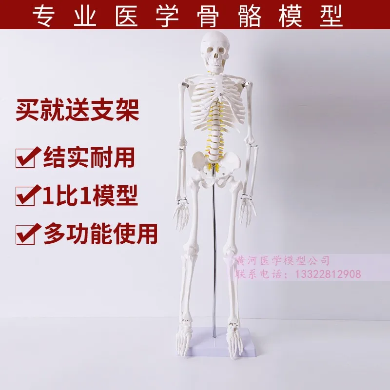 

85cm 170cm Human Skeleton Model Skeleton Mannequin Adult Small Skeleton Teaching Model Spine Full Body