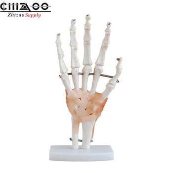 

Life Size Hand Joint with Ligaments Model Anatomical Medical Model