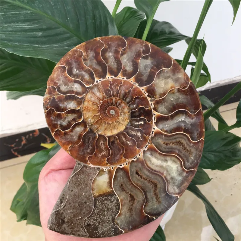 1 природный Аммонит довольно NAUTILUS Мадагаскар ископаемого с лечебным действием