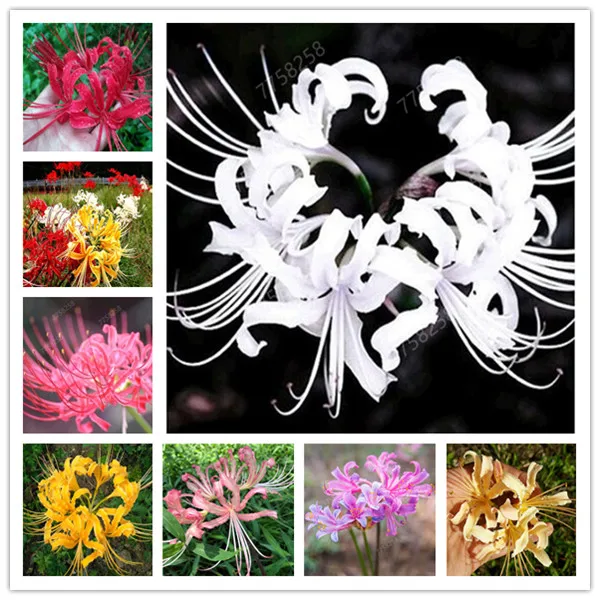 

100 Pcs Manjusaka Original Rare Garden Quality Flower