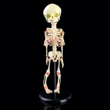 

Single Head Baby Skull Human Research Model Skeleton Anatomical Brain Anatomy Teaching Study Display