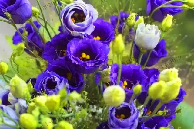 Новинка! 200 шт Многоцветный Эустома сад, Lisianthus плантации, легко растение многолетний цветение растения прекрасный Бонсай завод