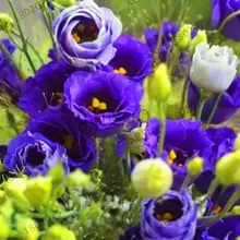 Новинка! 200 шт Многоцветный Эустома сад, Lisianthus плантации, легко растение многолетний цветение растения прекрасный Бонсай завод
