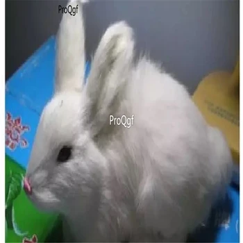 

Ngryise 1Pcs A Set artificial rabbit cute lovely statue