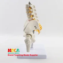 Зауженные человеческие тазовые пояса пять поясничных позвонков с бедренной модели ортопедической модели позвоночника фитнес Mgp003
