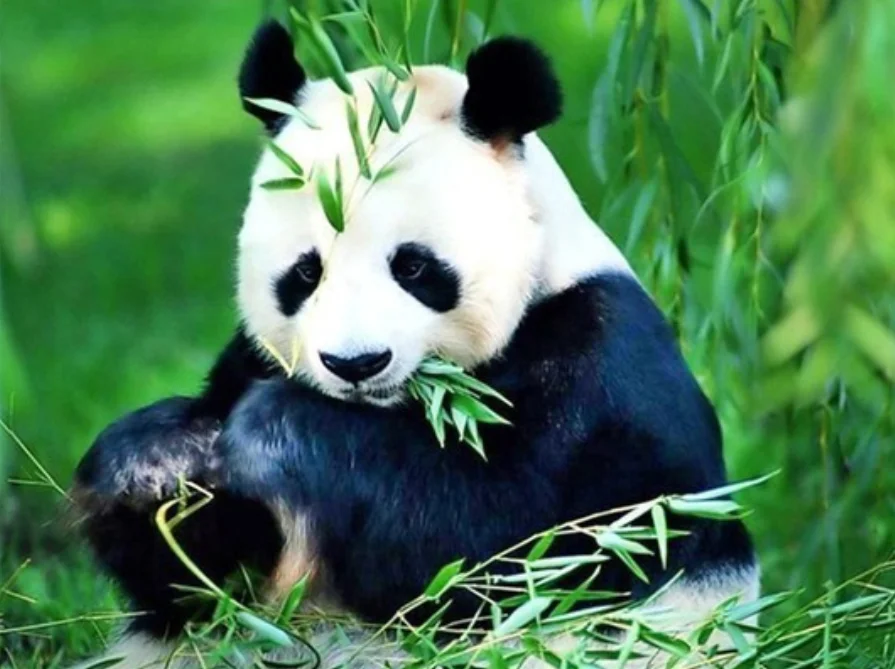 Алмазная живопись полная круглая Алмазная вышивка животные Китайская панда 5D DIY подарок стразы украшение дома - Цвет: Оранжевый