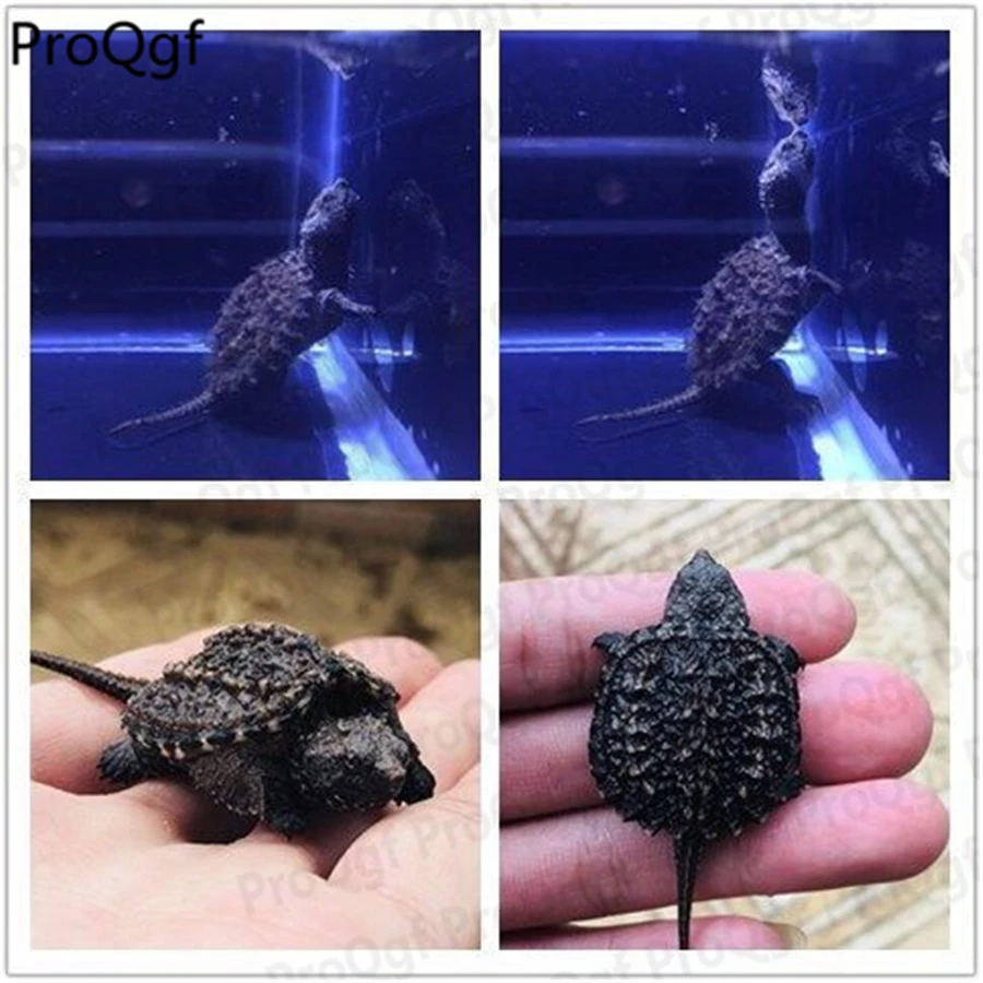 

Ngryise 1Pcs A Set Chelydra serpentina