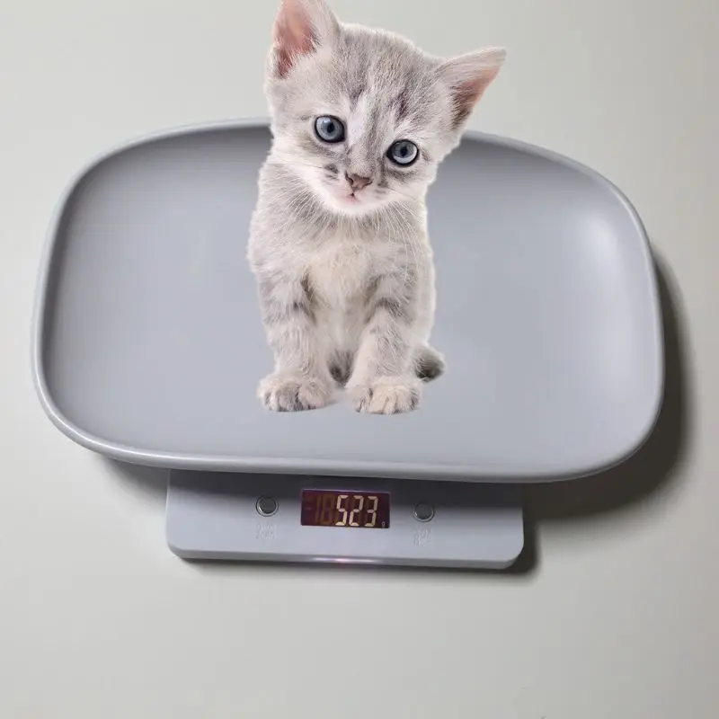 1g-escala animal do gato do cão de