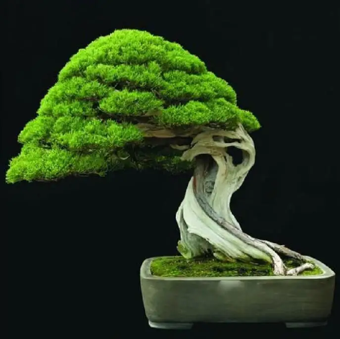 

5D Diy Diamond Painting Cross Stitch Evergreen Tree Bonsai Diamond Mosaic Full Diamond Embroidery Rhinestone Gift Decor