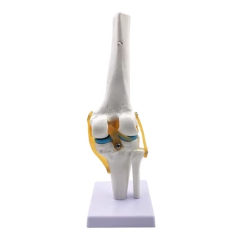 

Knee Joint Simulation Model - Human 1:1 Size Medical Anatomy Flexible Knee Skeleton Teaching Mold for Science Classroom Study Di