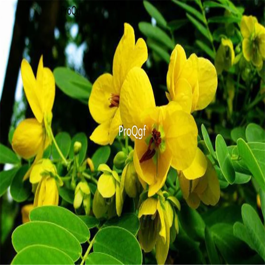 Ngryise 5000 шт набор Sophora xanthantha