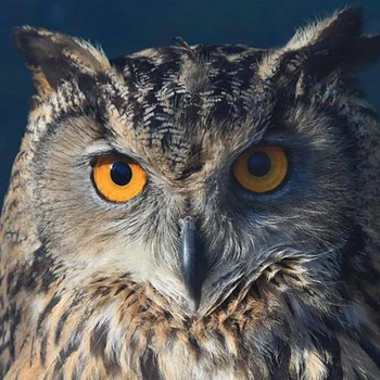 

100% Full 5D Diy Daimond Painting Cross-stitch "Owl" 3D Diamond Mosaic Round Rhinestones Painting Embroidery Animals