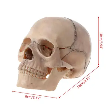 

15pcs/set 4D Disassembled Skull Anatomical Model Detachable Medical Teaching Tool