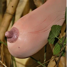 30 шт. овощи и фрукты плантас Дыня Садоводство Вьетнам молочная Дыня Планте как Женская грудь бонсай растения для дома