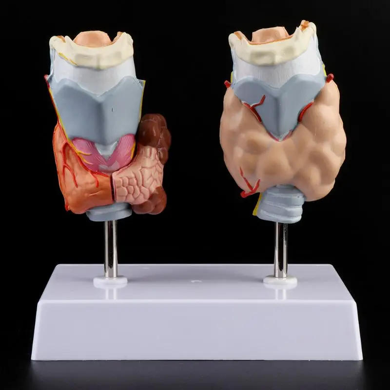 PVC Human Anatomical Thyroid Gland Pathology Laryngeal Anatomy Teaching Resource Model Educational Props Medical Science