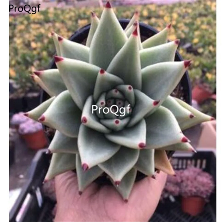 Ngryise 1 шт. набор Echeveria cante стеклянный кластер