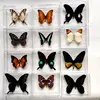 1PCS Natural Real Butterfly Specimen box Colorful Mixed Pretty Butterfly Education Teaching Home Decor Artwork Material gift DIY 1