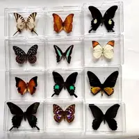 1PCS Natural Real Butterfly Specimen box Colorful Mixed Pretty Butterfly Education Teaching Home Decor Artwork Material gift DIY 1