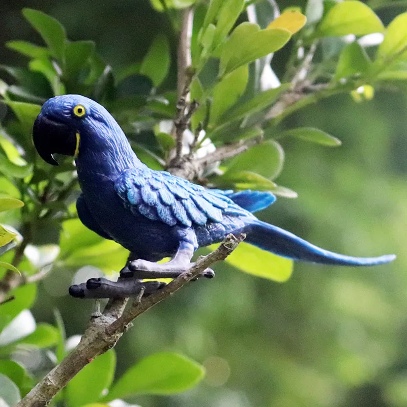 PL127-705金刚鹦鹉