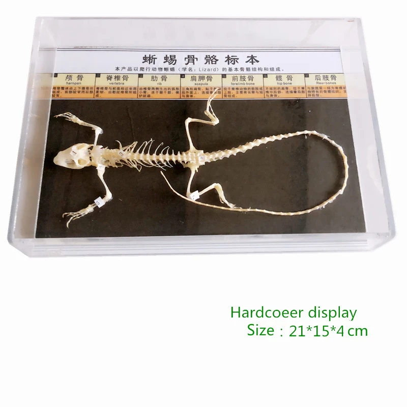 動物の骨格標本トカゲヘビカメバットフロッグボーン標本中学校教室ディスプレイティーチング 医療科学 Aliexpress 動物の骨格標本トカゲヘビカメバットフロッグボーン標本中学校教室ディスプレイティーチング 医療科学 Aliexpress