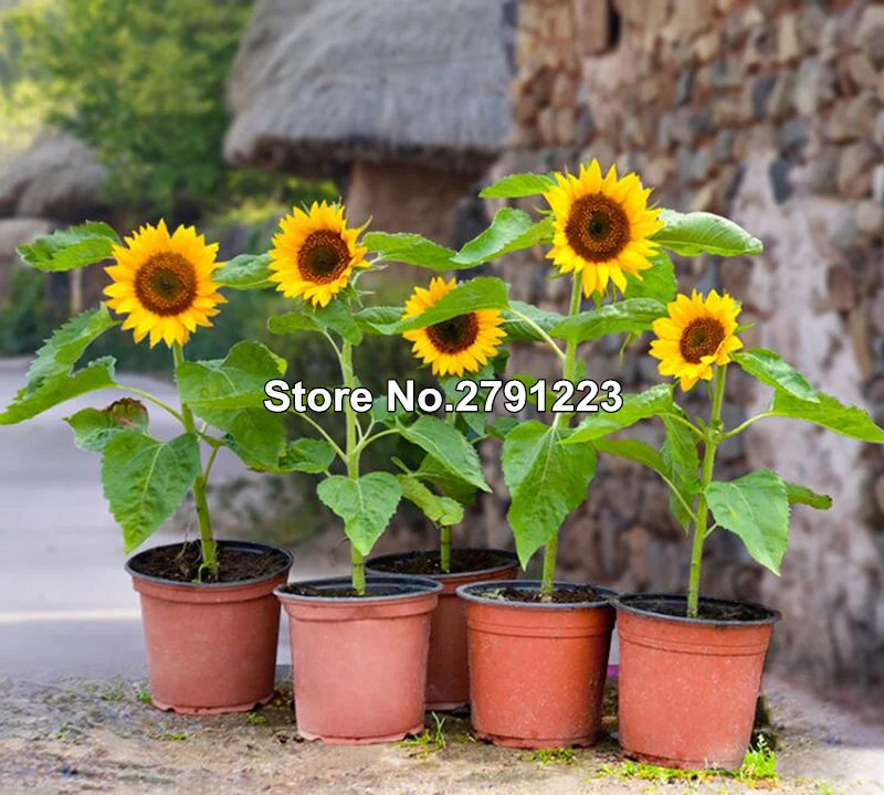 O1CN01gotvjm1h3ikeqZAJI_!!291834222