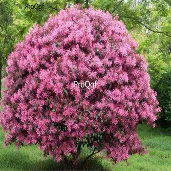 

Ngryise 3000Pcs A Set Loropetalum chinense