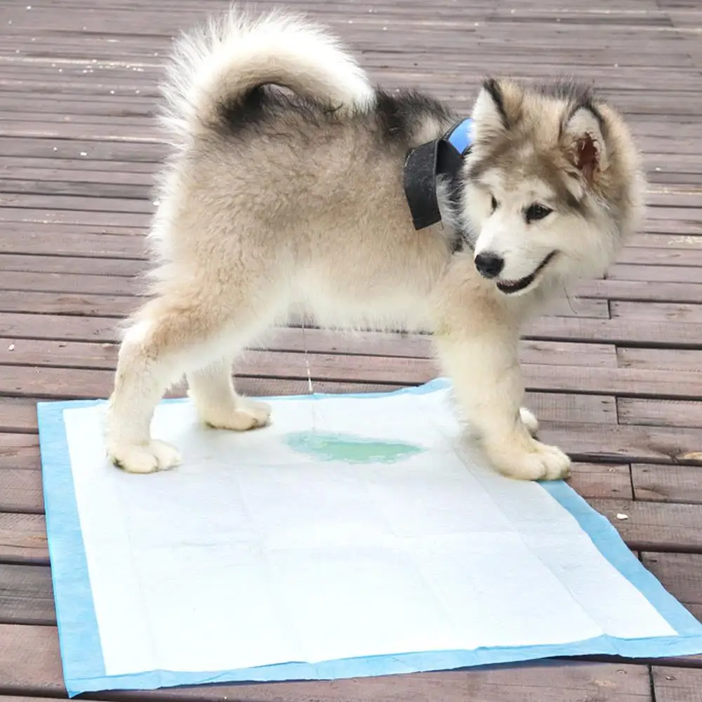 disposable dog mats