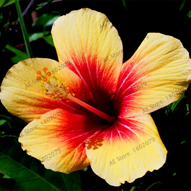 100 шт./пакет Гибискус flores, бонсай растения для дома и сада, красивый декоративный цветок, Легко растить - Цвет: 13