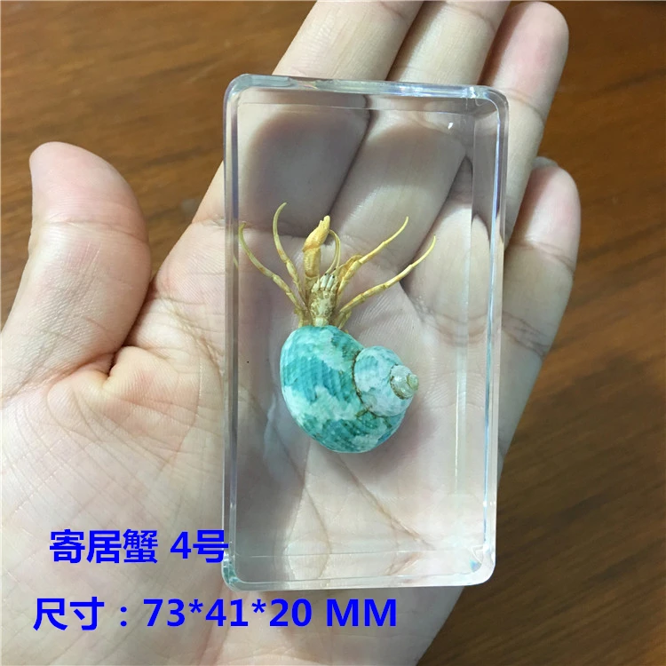 Resin Insect Specimen Handicraft Centipede Spider Beetle Scorpion Biological Sample  Boy Gift miniature brass figurines