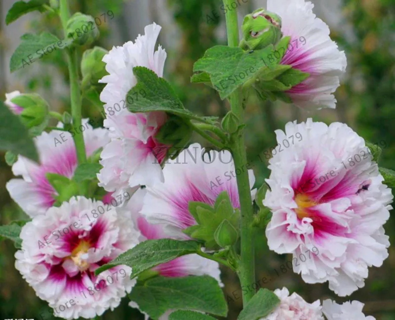 Большая распродажа! 20 шт Hollyhock бонсай(Alcea Rosea 'Nigra') разноцветный цветочный Многолетние растения растение для сада и дома украшения Dec - Цвет: 6