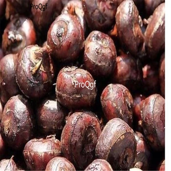 

Prodgf 10Pcs A Set Eleocharis dulcis