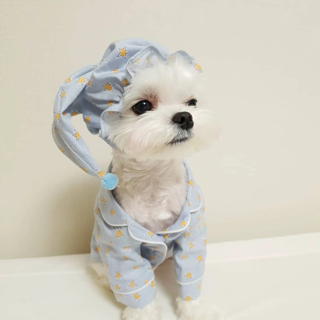 ペット犬空調スーツスターelementsのかわいいパジャマのための適切な小型犬ポメラニアンなど Dog Sets Aliexpress