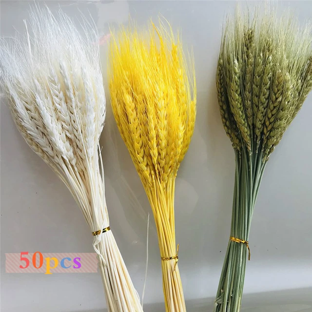 50pcs Espigas de trigo secas, tallos de trigo secos, ramo de trigo natural  para decoración de bodas, fiestas en casa, decoración de otoño, festival de