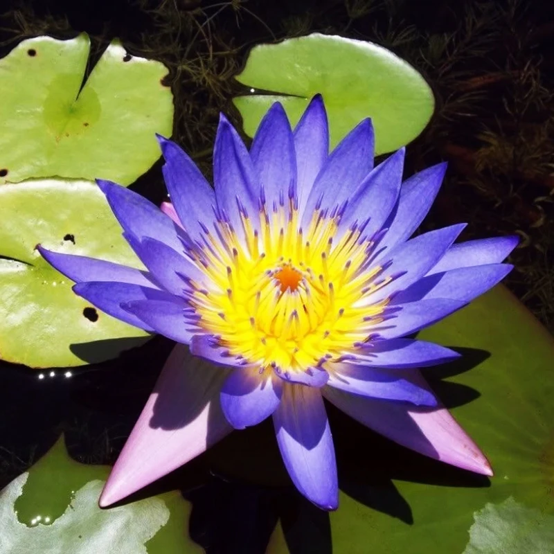 

5 BLUE LOTUS Nymphaea Caerulea Asian Water Lily Pad Flower Pond