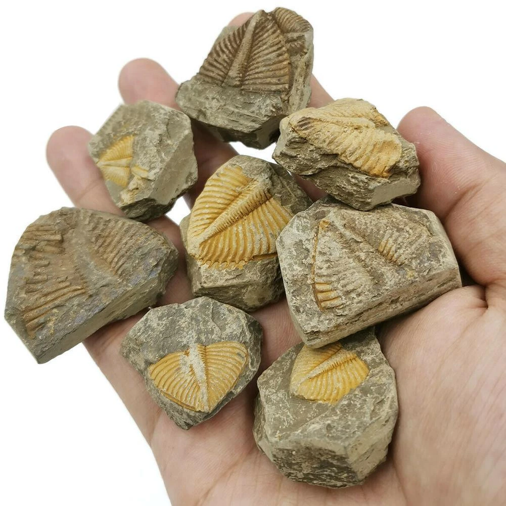 Type: Trilobite Fossil Decorative Stone Natural Fossil Trilobite Tail Animal Coral Trilobite Science Stone Collection Tail Insect Crown Science Specimen Teaching G7P5 Type: Trilobite Fossil Decorative Stone Natural Fossil Trilobite Tail Animal Coral Trilobite Science Stone Collection Tail Insect Crown Science Specimen Teaching G7P5