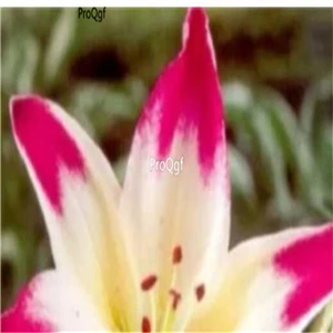 5 Ngryise 20 шт набор Lilium brownii Lily - Цвет: 5