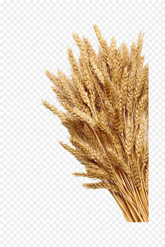 成熟小麦png图片素材免费下载_图片编号531162-png素材网