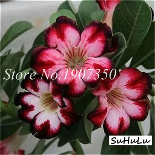 5 шт.,, настоящая пустынная Роза, экзотические растения Adenium Obesum, цветы, бонсай, растения для очистки воздуха, для дома, сада, цветы в горшках